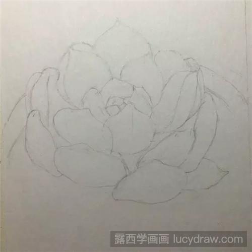 教你多肉橙梦露彩铅画