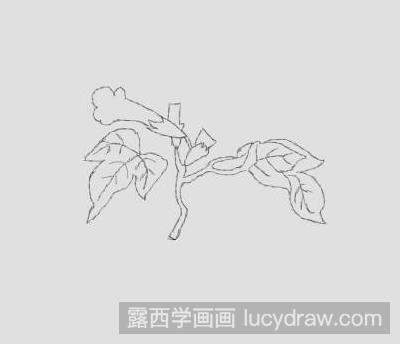 简笔画教程：教你画烟草花