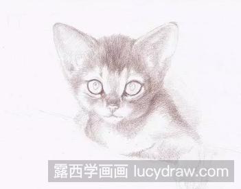 小猫彩铅画教程图解