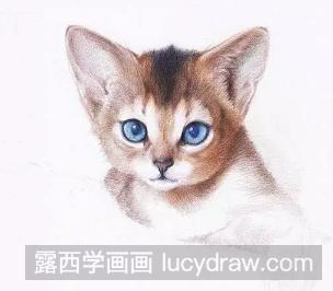 小猫彩铅画教程图解