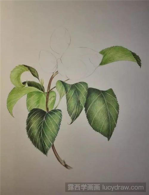 彩铅画教程 ：含苞待放的山茶花