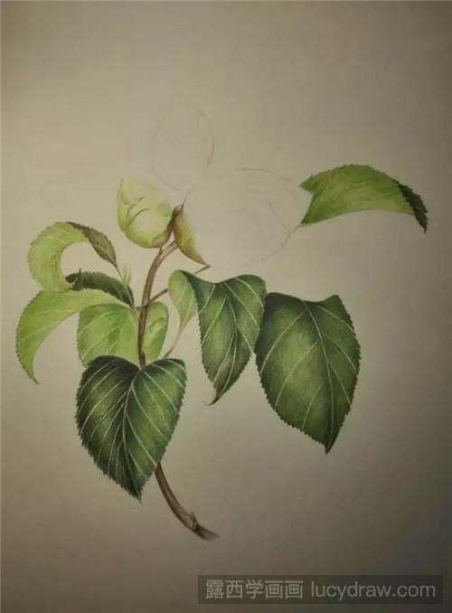 彩铅画教程 ：含苞待放的山茶花