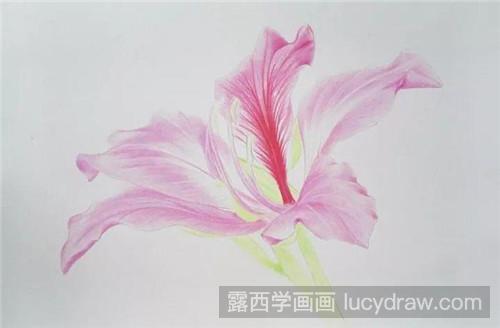 紫荆花彩铅画教程