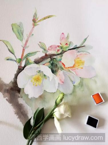 水彩画花卉教程：一枝梨花的画法