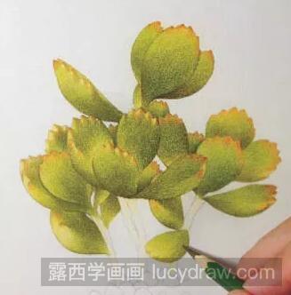 小熊多肉彩铅画教程