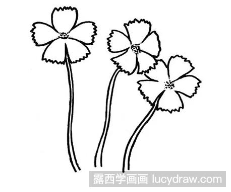 植物简笔画教程：石竹花的画法