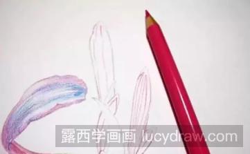 彩铅画一朵彼岸花教程