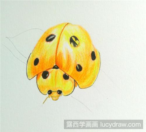 小瓢虫彩铅画教程