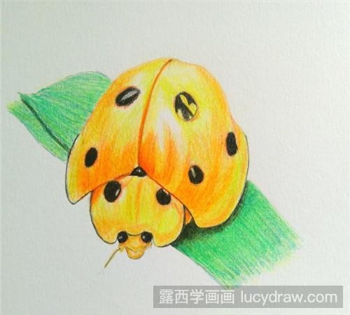 小瓢虫彩铅画教程