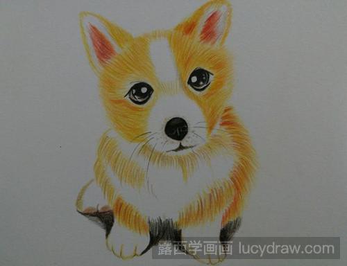 柯基犬彩铅画教程