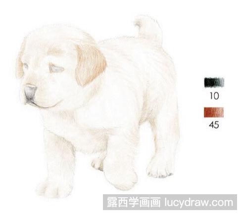 彩铅画教程：怎么画拉布拉多犬