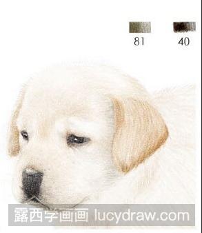 彩铅画教程：怎么画拉布拉多犬