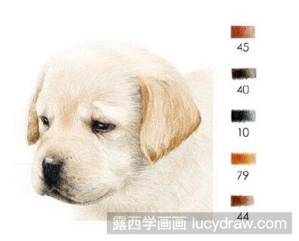 彩铅画教程：怎么画拉布拉多犬