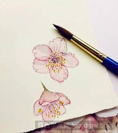水彩画教程：怎么画樱花