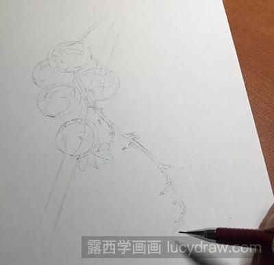 彩铅画教程：怎么画醋栗