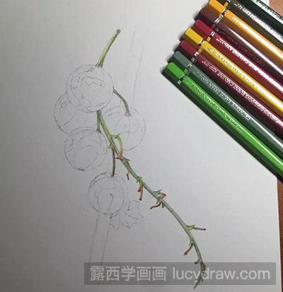 彩铅画教程：怎么画醋栗