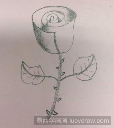 素描教程：教你画玫瑰花