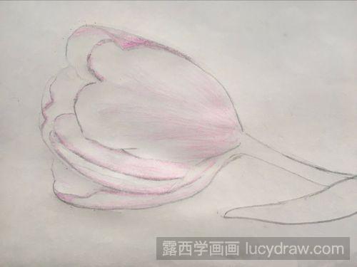 彩铅画教程：怎样画出一朵粉色郁金香
