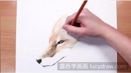 狐狸彩铅画教程