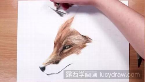 狐狸彩铅画教程