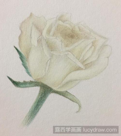 白玫瑰彩铅画教程