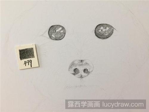 小泰迪彩铅画教程