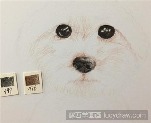 小泰迪彩铅画教程