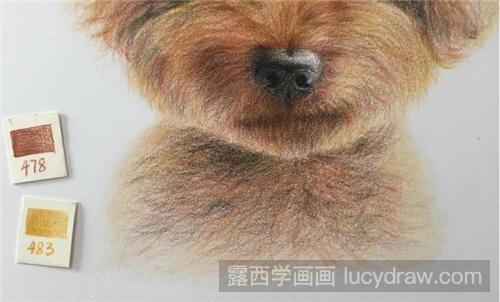 小泰迪彩铅画教程