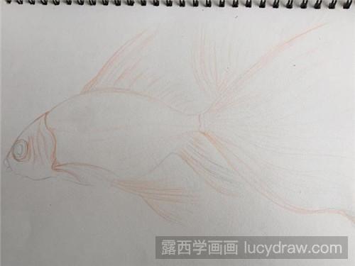 金鱼彩铅画教程