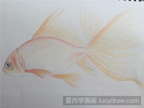 金鱼彩铅画教程