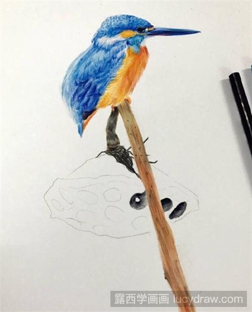 彩铅画教程：立在莲蓬上的翠鸟
