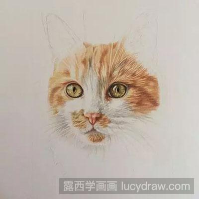 彩铅画教程怎么画猫