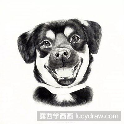 彩铅画教程怎么画狗