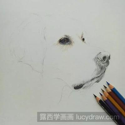 彩铅画教程怎么画狗狗