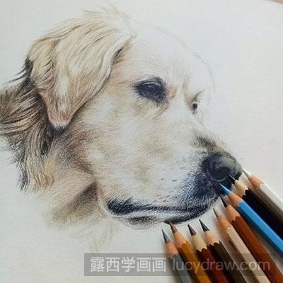 彩铅画教程怎么画狗狗