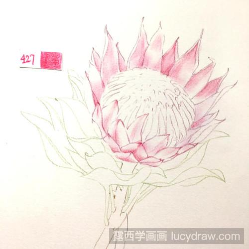 帝王花彩铅画教程