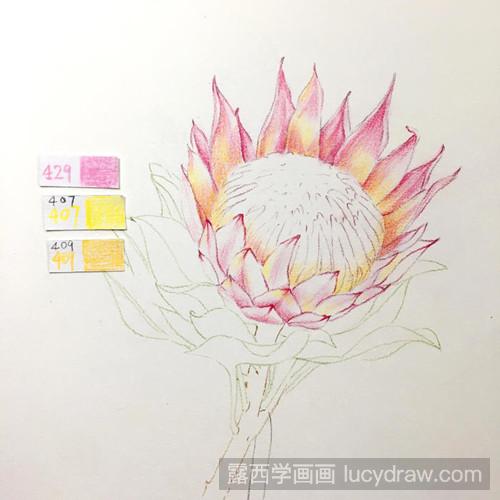 帝王花彩铅画教程