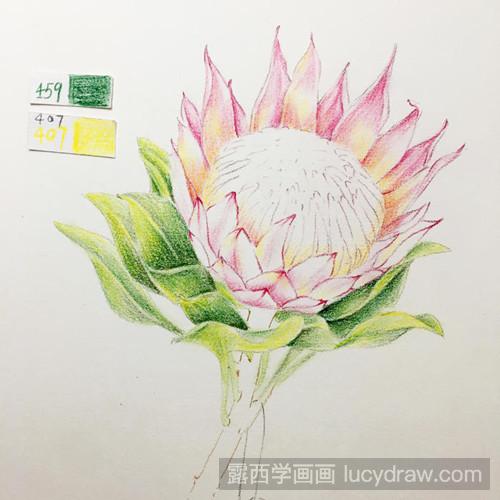 帝王花彩铅画教程