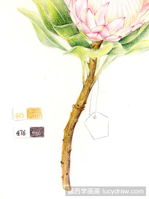 帝王花彩铅画教程