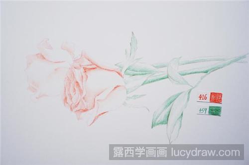 彩铅画教程：两支玫瑰花