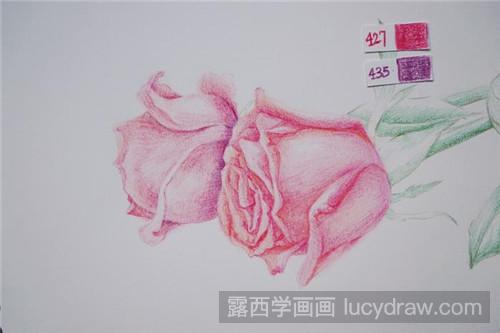 彩铅画教程：两支玫瑰花
