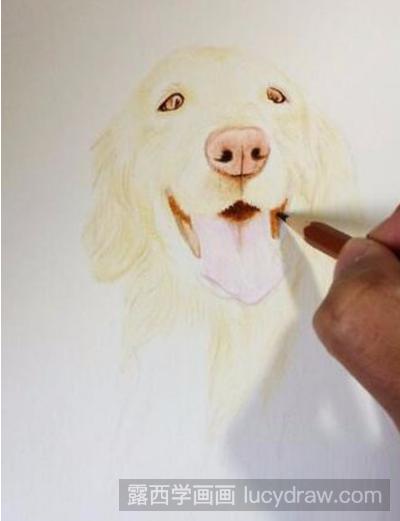 彩铅画教程：教你画金毛犬