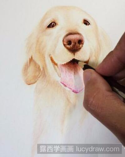 彩铅画教程：教你画金毛犬