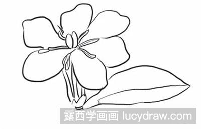 简笔画教程栀子花怎么画