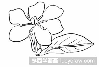 简笔画教程栀子花怎么画