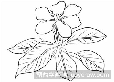 简笔画教程栀子花怎么画