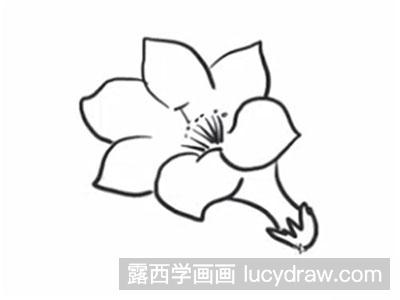 简笔画教程怎么画杜鹃花