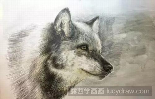 彩铅画教程：狼的画法