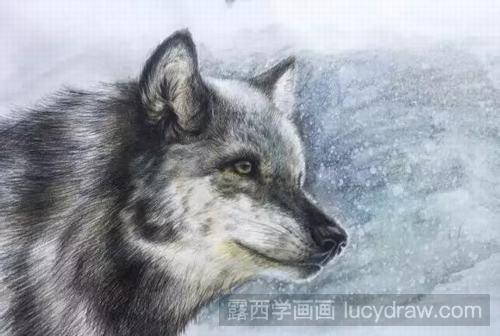彩铅画教程：狼的画法