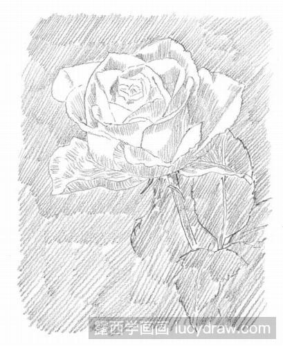 素描教程：玫瑰花的画法